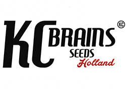 KC Brains KC Brains